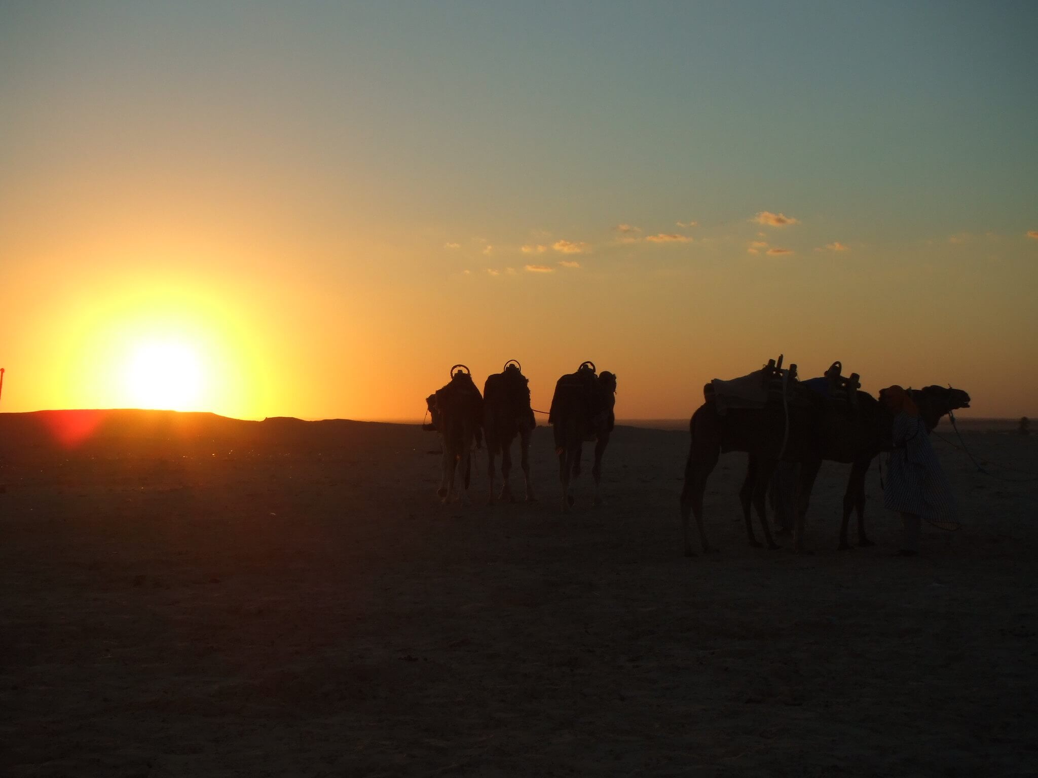 Camels in the desert at sunset, dark silhouettes against the bright sky