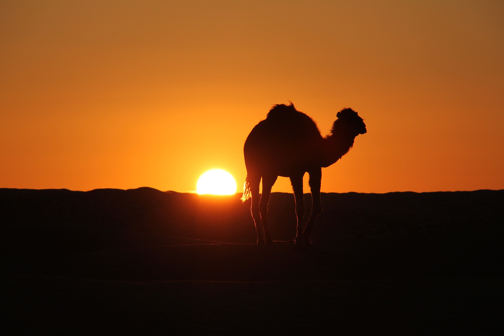 Camel silhouette at sunset in the desert, intense orange background